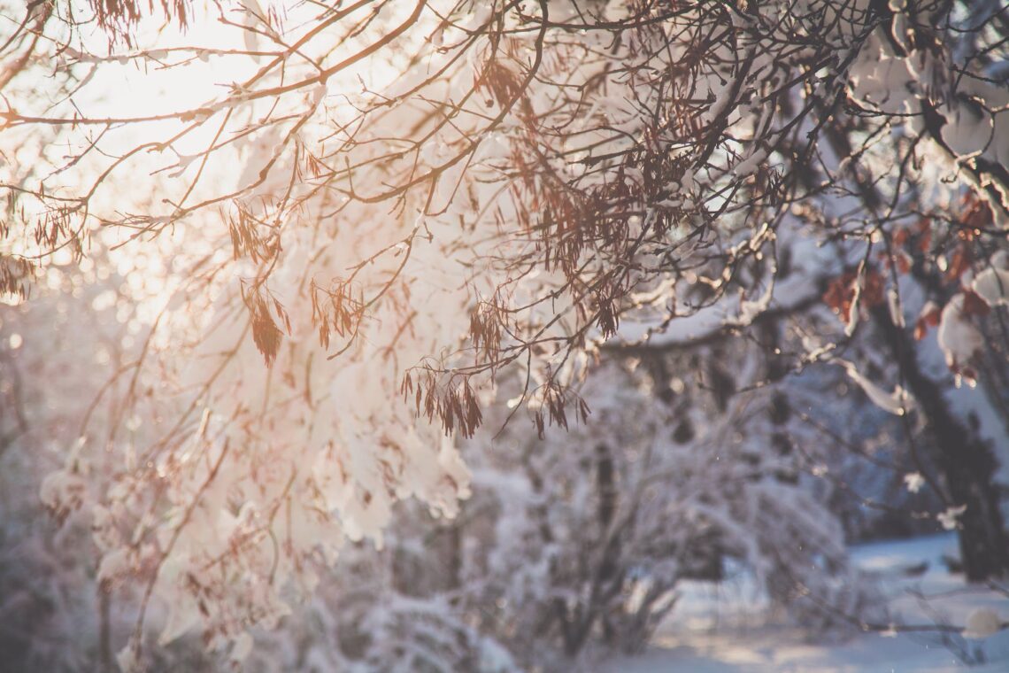 closeup photo of tree branch with snow