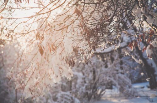 closeup photo of tree branch with snow